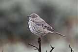 Sage Thrasher